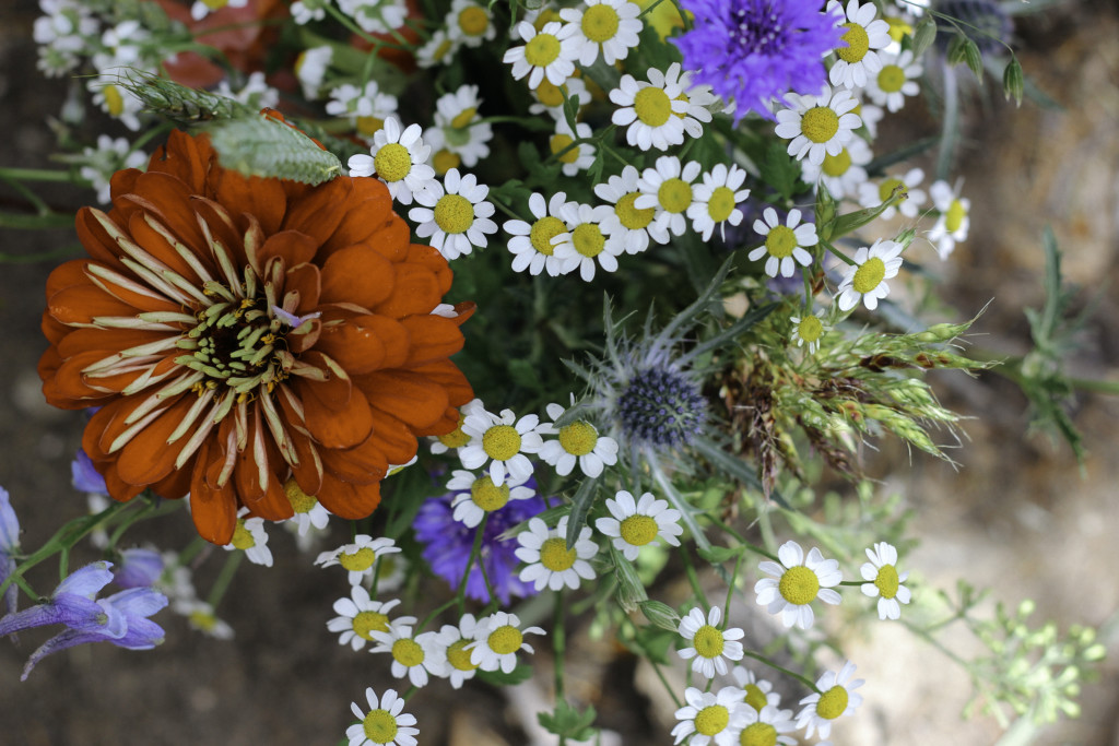 Rancho Verde Flowers Phreckles Photo